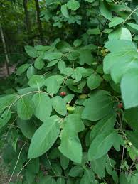 Attēlu rezultāti vaicājumam “Lonicera xylosteum leaf”