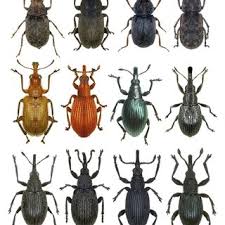 Attēlu rezultāti vaicājumam “Apionidae”