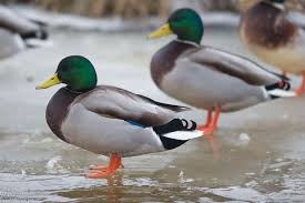 Attēlu rezultāti vaicājumam “Anseriformes”