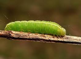 Attēlu rezultāti vaicājumam “Craniophora ligustri larva”