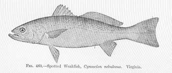 Image result for Cynoscion nebulosus