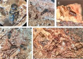 「カリーナ・モク DARKER THAN BLACK -黒の契約者-」の画像検索結果