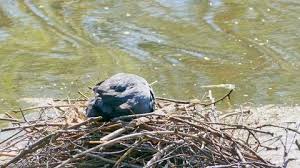 Attēlu rezultāti vaicājumam “Fulica atra nest”