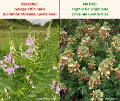 Attēlu rezultāti vaicājumam “Lamprospora tortulae-ruralis”