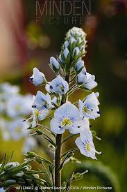 Attēlu rezultāti vaicājumam “Veronica serpyllifolia flower”