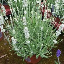 Attēlu rezultāti vaicājumam “Lavandula angustifolia”