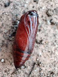 Attēlu rezultāti vaicājumam “Scardia boletella pupa”