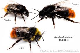 Attēlu rezultāti vaicājumam “Bombus lapidarius”