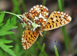 Attēlu rezultāti vaicājumam “Boloria eunomia underside”