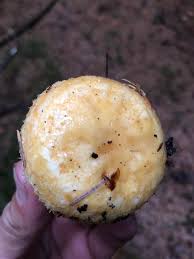 Attēlu rezultāti vaicājumam “Lactarius repraesentaneus”