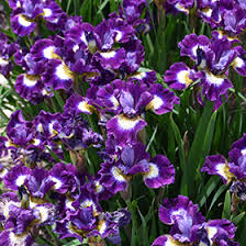 Attēlu rezultāti vaicājumam “Iris sibirica leaf”