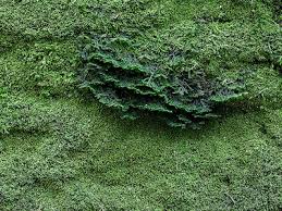 Attēlu rezultāti vaicājumam “Porella platyphylla macro”