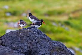 Attēlu rezultāti vaicājumam “Haematopus ostralegus adult”