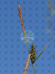 Attēlu rezultāti vaicājumam “Carex sylvatica fruit”