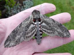 Attēlu rezultāti vaicājumam “Agrius convolvuli”