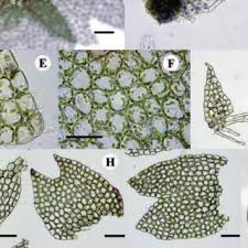 Attēlu rezultāti vaicājumam “Harpanthus scutatus”