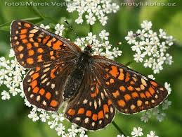 Attēlu rezultāti vaicājumam “Euphydryas maturna larva”