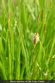 Attēlu rezultāti vaicājumam “Carex cespitosa flower”