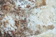 Attēlu rezultāti vaicājumam “Cinereomyces lindbladii”