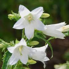 Attēlu rezultāti vaicājumam “Campanula trachelium bud”