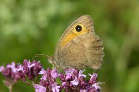 Attēlu rezultāti vaicājumam “Hyponephele lycaon male”