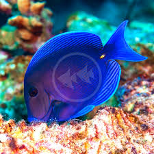 Image result for Acanthurus coeruleus
