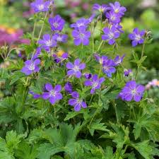 Attēlu rezultāti vaicājumam “Geranium sylvaticum”