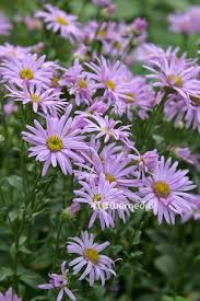 Image result for Aster amellus