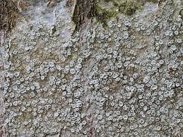 Attēlu rezultāti vaicājumam “Lecanora carpinea”