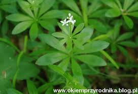 Attēlu rezultāti vaicājumam “Galium schultesii”