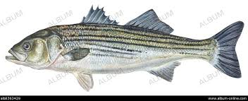 Image result for Morone saxatilis