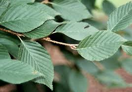 Attēlu rezultāti vaicājumam “Sorbus alnifolia”