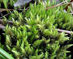 Attēlu rezultāti vaicājumam “Aulacomnium palustre”