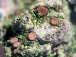 Attēlu rezultāti vaicājumam “Frullania fragilifolia macro”