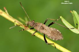 Attēlu rezultāti vaicājumam “Alydus calcaratus”