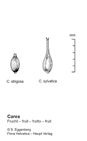 Attēlu rezultāti vaicājumam “Carex sylvatica fruit”
