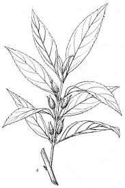 Attēlu rezultāti vaicājumam “Forsythia viridissima”