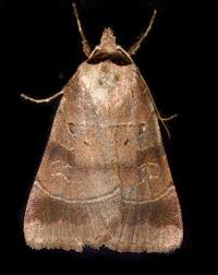 Attēlu rezultāti vaicājumam “Badhamiopsis scripta sessile”