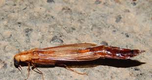 Attēlu rezultāti vaicājumam “Hylecoetus dermestoides male”