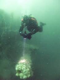 Image result for Bsac London No1 Branch