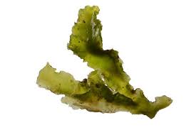 Attēlu rezultāti vaicājumam “Aneura pinguis”