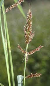 Attēlu rezultāti vaicājumam “Echinochloa crus-galli leaf”