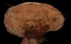 Attēlu rezultāti vaicājumam “Onnia triquetra”