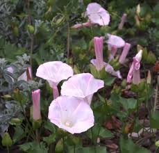 Attēlu rezultāti vaicājumam “Calystegia inflata flower”
