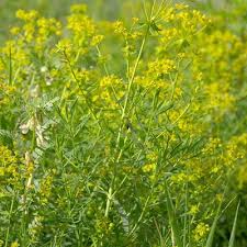 Attēlu rezultāti vaicājumam “Euphorbia virgata flower”