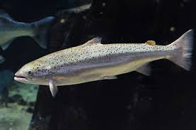 Image result for Salmo zrmanjaensis