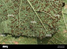 Attēlu rezultāti vaicājumam “Puccinia agrostidis”