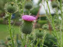 Attēlu rezultāti vaicājumam “Cirsium vulgare leaf”