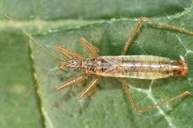 Attēlu rezultāti vaicājumam “Nabis limbatus”