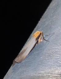 Attēlu rezultāti vaicājumam “Lithosia quadra female”